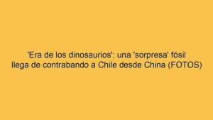'Era de los dinosaurios': una 'sorpresa' fósil llega de contrabando a Chile desde China (FOTOS)