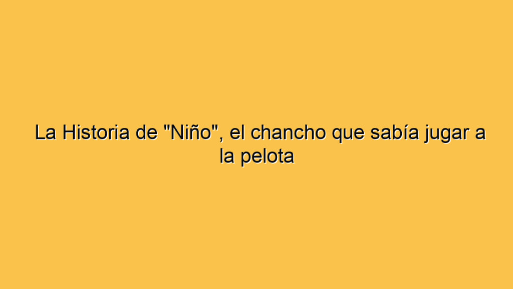 La Historia de "Niño", el chancho que sabía jugar a la pelota